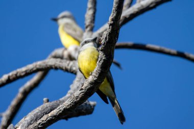 Tropical kingbirds, Tyrannus melancholicus, on a branch, Costa Rica.  clipart