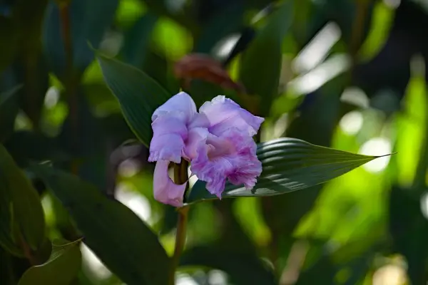 stock image Flower of the orchid species Sobralia warszewiczii