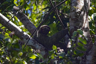 Brown throated sloth, Bradypus variegatus, in a tree in Costa Rica clipart