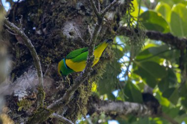A golden-browed chlorophonia, Chlorophonia callophrys, in a tree, Costa Rica.  clipart