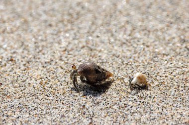Two Ecuadorian hermit crabs, Coenobita compressus, on beach sand.  clipart