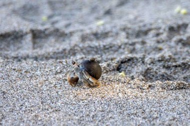 Bir Ekvador keşiş yengeci, Coenobita kompres, kumsalda.. 