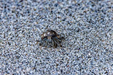 Bir Ekvador keşiş yengeci, Coenobita kompres, kumsalda.. 