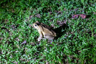 A cane toad, Rhinella marina or Bufo marinus, on a lawn.  clipart
