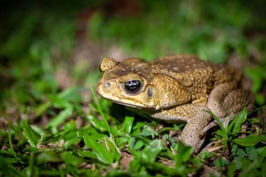 A cane toad, Rhinella marina or Bufo marinus, on a lawn.  clipart
