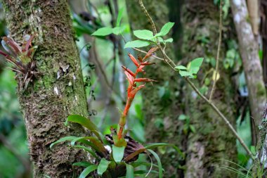 Tillandsia leiboldianasının orman ağacına bulaşması. 