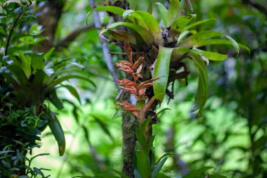Tillandsia leiboldianasının orman ağacına bulaşması. 