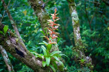 Tillandsia leiboldianasının orman ağacına bulaşması. 