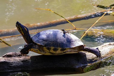 Kosta Rika 'da bir Mezo-Amerikan sürgüsü, Trachemys venusta.. 