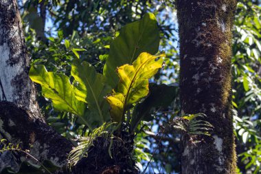 Yağmur ormanlarındaki bir Anthurium schlechtendalii bitkisi.. 