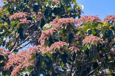 Kosta Rika 'da bir ormanda Heliocarpus americanus ağacının infloresansı. 