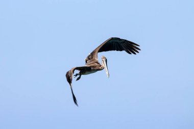 Uçan kahverengi bir Pelikan, Pelecanus occidentalis