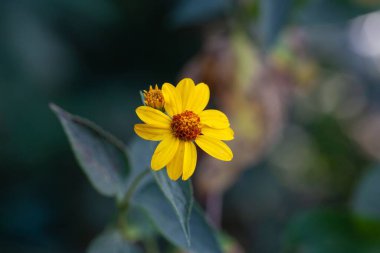 Bir plato altın gözü çiçeği, Viguiera dentata