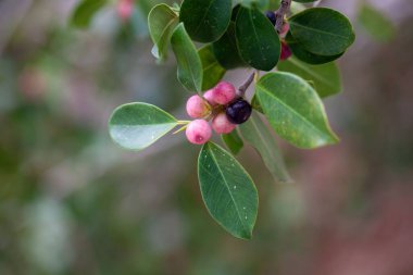 Çin banyan ağacının meyveleri, Ficus microcarpa