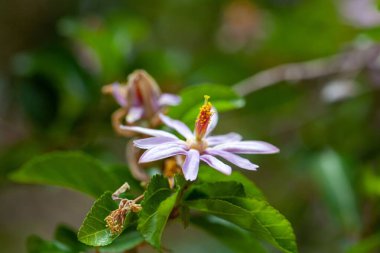 Çilek çalısı çiçeği, Grewia batılı.