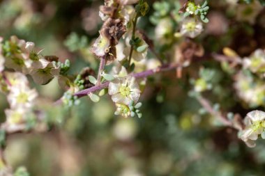 Bir Salsola divaricata çiçeğinin Macro fotoğrafı, Kanarya Adaları 'nın yaygın bir türüdür.. 
