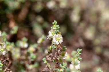 Bir Salsola divaricata çiçeğinin Macro fotoğrafı, Kanarya Adaları 'nın yaygın bir türüdür.. 
