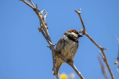 Bir İspanyol Serçesi, Yoldan geçen Hispaniolensis, bir dalda, Gran Kanarya. 