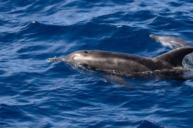Atlantik Okyanusu 'nda, Gran Canaria yakınlarında, pürüzlü dişli bir yunus olan Steno bredanensis. 