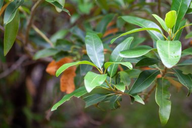 Persea indica ağacının yaprakları, Kanarya Adaları. 