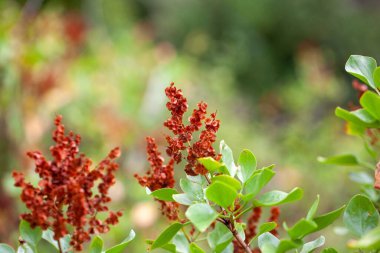 Bir Rumex Lunaria 'nın enfeksiyonu Kanarya Adaları' nda yaygın bir türdür.. 