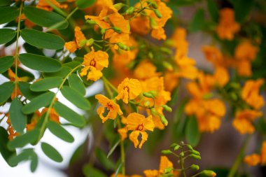 Tipa ağacı çiçekleri, Tipuana tipu, istilacı bir tür.. 