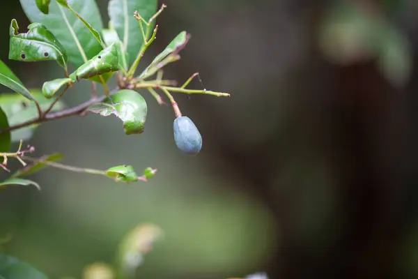 stock image Fruits of a Barbusano tree, Apollonias barbujana, Canary Islands. 