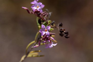 Campylanthus salyangozlarının çiçeği, Kanarya Adaları 'nın yaygın bir bitkisi.. 