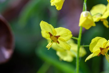 Epimedium pinnatum bitkisinin infloresansı. 