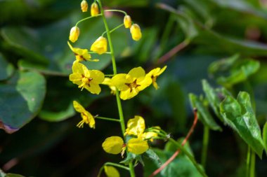 Epimedium pinnatum bitkisinin infloresansı. 