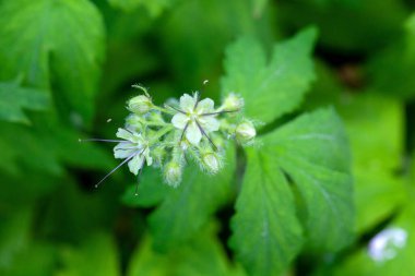 Virginia sulak bitkisinin çiçekleri, Hydrophyllum virginianum