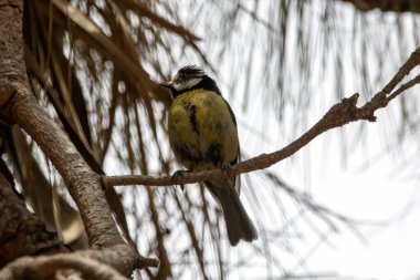 An African blue tit, Cyanistes teneriffae, in a tree, Gran Canaria. 