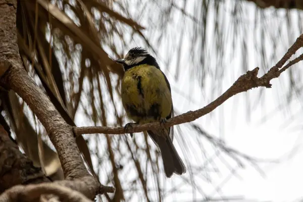 stock image An African blue tit, Cyanistes teneriffae, in a tree, Gran Canaria. 