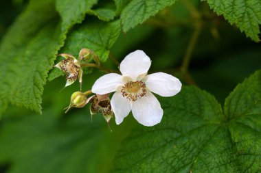 Thimbleberry çalısı çiçekleri, Rubus Parviflorus