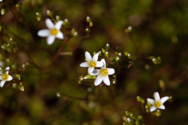 Blossoms of the rockfoil species Saxifraga trifurcata clipart