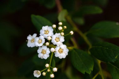 Spiraea Nipponica Çalı Çiçekleri. 