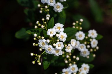 Spiraea Nipponica Çalı Çiçekleri. 