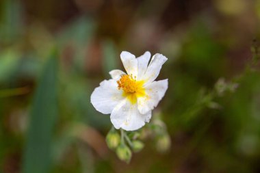 Beyaz bir kaya gülünün çiçeği, Helianthemum apenninum