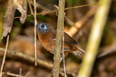 Kosta Rika 'da bir ormanda kestane sırtı karıncayiyen, Poliocrania exsul. 