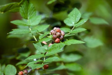 Mysore ahududu çalısının meyveleri, Rubus niveus