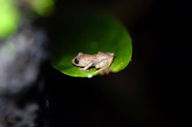 Küçük bir kurbağa, Diasporus diastema, yaprağın üzerinde.. 