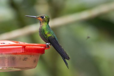 A green crowned brilliant, Heliodoxa jacula, on a bird feeder in Costa Rica clipart