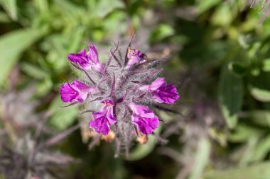 Hedgenettle türünün çiçekleri Stachys lavandulifolia