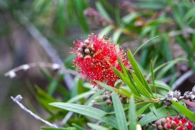 Şişe fırçası türünün enfloresansı Callistemon viminalis
