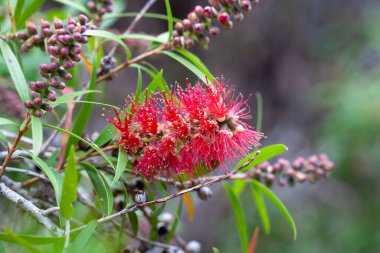 Şişe fırçası türünün enfloresansı Callistemon viminalis