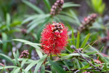 Şişe fırçası türünün enfloresansı Callistemon viminalis