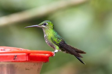 A green crowned brilliant, Heliodoxa jacula, on a bird feeder in Costa Rica clipart