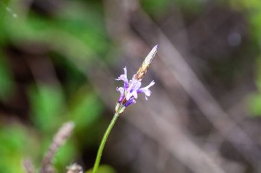 Kanarya adası lavantası çiçeği, Lavandula kanaryası