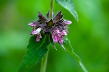 Hedgenettle türünün çiçekleri Stachys alpina