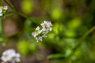 Valerianella Dentata çiçekleri